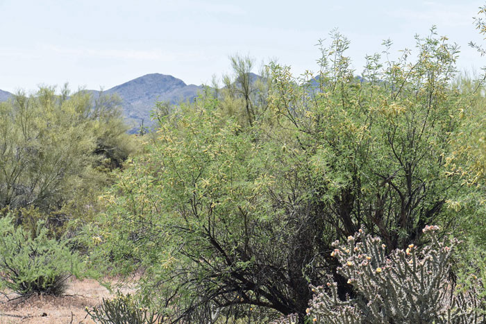 Western Honey Mesquite is more often found in washes and other drainage ways where water is or has been during the year. Vegetative communities include the Blue Palo Verde, Quail Bush, Desert Willow, Fremont Cottonwood, Saltcedar and Goodding Willow. Prosopis glandulosa var. torreyana